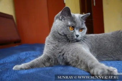 Вуха кішки - слух - цікаве про кішок, sunray - розплідник британських кішок (sunray) Вуха кішки - слух - цікаве про кішок, sunray - розплідник британських кішок