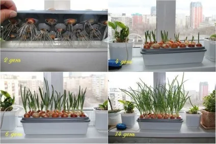 Установка для вирощування зеленої цибулі на підвіконні (вирощування) Установка для вирощування зеленої цибулі на підвіконні
