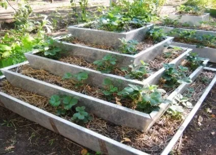 Пристрій піраміди для полуниці своїми руками (полуниці) Пристрій піраміди для полуниці своїми руками