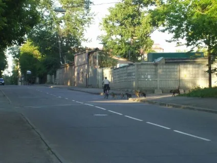 Пристрій для відлякування собак (собаки) Пристрій для відлякування собак