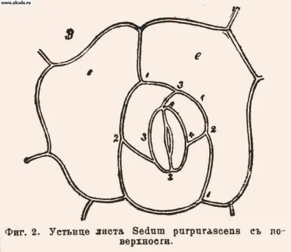 Устячка рослин енциклопедія Інтерес (довідник) Устячка рослин енциклопедія Обговорення