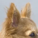 Догляд за вухами