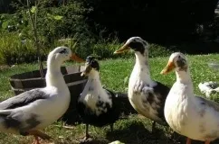 Качка мулард опис породи і розведення в домашніх умовах (фото та відгуки) (розведення) Качка мулард опис породи і розведення в домашніх умовах (фото та відгуки)