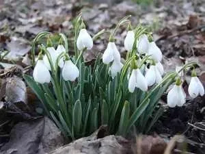 Догляд за пролісками умови вирощування і догляд за пролісками рослини для вирощування в саду (умови вирощування і догляд за пролісками) Догляд за пролісками умови вирощування і догляд за пролісками рослини для вирощування в саду