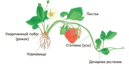 Догляд за полуницею після посадки (після) Догляд за полуницею після посадки