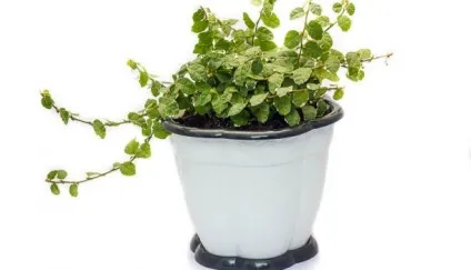 Догляд за фікусом карликовим в домашніх умовах (умовах) Догляд за фікусом карликовим в домашніх умовах
