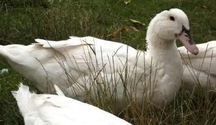 Качка мулард опис породи і розведення в домашніх умовах (фото та відгуки) (качка) Качка мулард опис породи і розведення в домашніх умовах (фото та відгуки)
