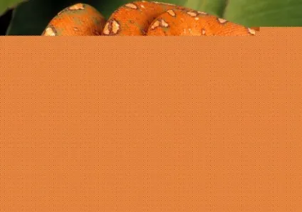 Затишне гніздечко для змії, статті (необхідний діапазон температур) Затишне гніздечко для змії, статті