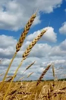 Весняні роботи в полі 1