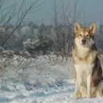 Вага чихуахуа по місяцях таблиця (таблиця) Вага чихуахуа по місяцях таблиця