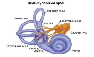 Вестібюлярное запаморочення причини і лікування (запаморочення) Вестібюлярное запаморочення причини і лікування