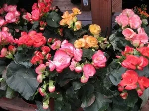 Вічноквітуча бегонія - сорти, фото, вирощування з насіння і догляд за квіткою (фото) Вічноквітуча бегонія - сорти, фото, вирощування з насіння і догляд за квіткою