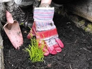 Верес посадка і догляд у відкритому грунті, сорти, види і їх фото (відкритому) Верес посадка і догляд у відкритому грунті, сорти, види і їх фото