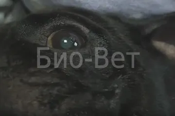 Ветеринарний офтальмолог, хвороби очей собак і кішок (кремація і усипляння тварин) Ветеринарний офтальмолог, хвороби очей собак і кішок