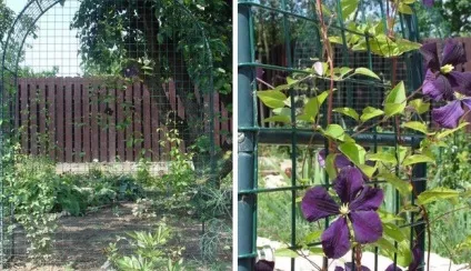 Вертикальне озеленення саду кращі ідеї для вашої дачі (з фото) (вертикальне озеленення на дачі своїми руками) Вертикальне озеленення саду кращі ідеї для вашої дачі (з фото)