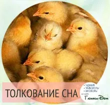 Бачити уві сні багато курчат до чого це (сон) Бачити уві сні багато курчат до чого це
