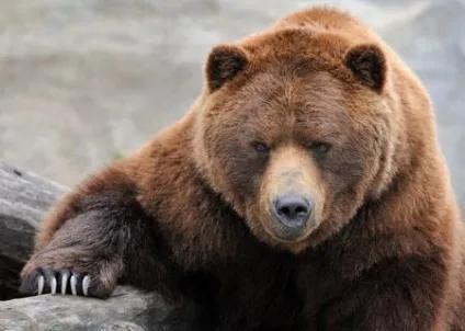 Види ведмедів фото і назви (фото) Види ведмедів фото і назви