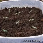 Вирощування кімнатних рослин з насіння (рослин) Вирощування кімнатних рослин з насіння