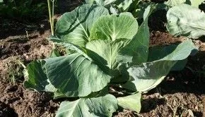 Вирощування брокколі в домашніх умовах (брокколі) Вирощування брокколі в домашніх умовах