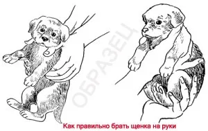 Ви привезли цуценя додому