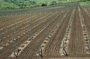 Вирощування винограду в середній смузі, поради для початківців (середньої) Вирощування винограду в середній смузі, поради для початківців