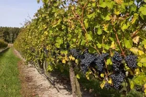 Вирощування винограду в середній смузі, поради для початківців (початківців) Вирощування винограду в середній смузі, поради для початківців