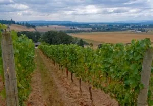 Вирощування винограду в середній смузі, поради для початківців (середньої) Вирощування винограду в середній смузі, поради для початківців