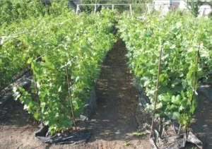 Вирощування винограду в середній смузі, поради для початківців (винограду) Вирощування винограду в середній смузі, поради для початківців