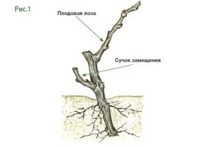 Вирощування винограду в середній смузі, поради для початківців (поради) Вирощування винограду в середній смузі, поради для початківців