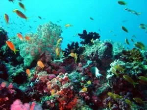 Ви наступили на морського їжака що робити, ЛФК та ​​йогатерапія