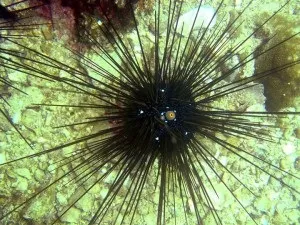 Ви наступили на морського їжака що робити, ЛФК та ​​йогатерапія