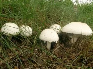 Вирощування шампіньйонів своїми силами в саду (підстилку сечовина суперфосфат алебастр) Вирощування шампіньйонів своїми силами в саду