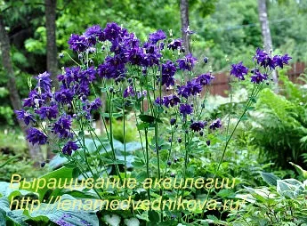 Вирощування аквилегии з насіння в домашніх умовах фото і відео (насіння) Вирощування аквилегии з насіння в домашніх умовах фото і відео