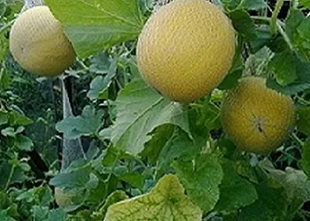 Вирощування дині в сибіру
