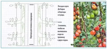Вирощування сорту помідор де бару на шпалері, сайт про сад, дачі і кімнатних рослинах (сорти) Вирощування сорту помідор де бару на шпалері, сайт про сад, дачі і кімнатних рослинах