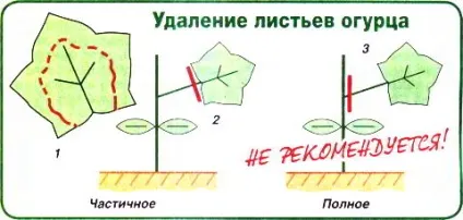 Вирощування огірків на підвіконні, секрети саду (огірків) Вирощування огірків на підвіконні, секрети саду