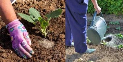 Вирощування пекінської капусти в сибіру, особливості посадки і догляду (пекінської) Вирощування пекінської капусти в сибіру, особливості посадки і догляду
