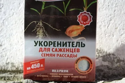 Вирощування кімнатного перцю в горщиках - поради професіоналів!