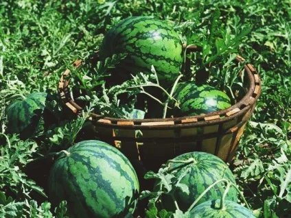 Вирощування кавуна - секрети отримання солодкого врожаю (вирощування) Вирощування кавуна - секрети отримання солодкого врожаю