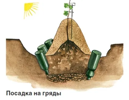 Вирощування винограду в середній смузі, поради для початківців (поради) Вирощування винограду в середній смузі, поради для початківців