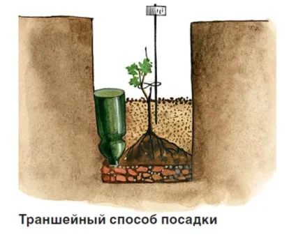 Вирощування винограду в середній смузі, поради для початківців (початківців) Вирощування винограду в середній смузі, поради для початківців