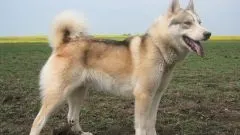 У яких випадках ставлять коронку на зуб (випадках) У яких випадках ставлять коронку на зуб