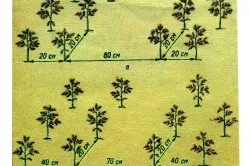 Високорослі помідори технологія вирощування томатів