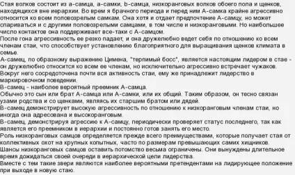 У якому порядку ходить вовча зграя (фото подробиці) (вовча зграя) У якому порядку ходить вовча зграя (фото подробиці)