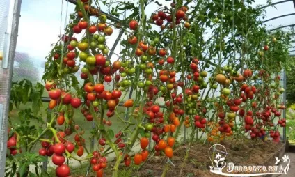 Високорослі помідори - урожай в 10 разів більше, ніж зазвичай!