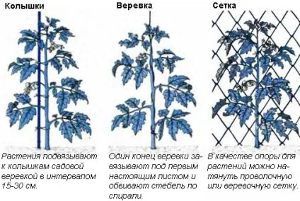 Високорослі помідори технологія вирощування, посадка, полив і підгодівля (вирощування) Високорослі помідори технологія вирощування, посадка, полив і підгодівля