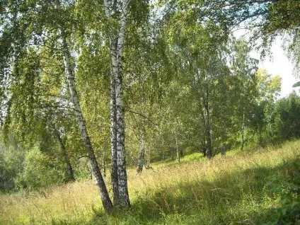 Позакласний захід - на лісовій галявині - позаурочна робота, заходи