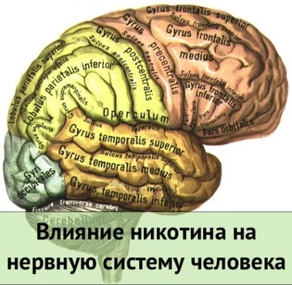Вплив нікотину на нервову систему (вплив) Вплив нікотину на нервову систему