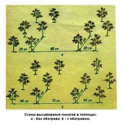 Високорослі помідори технологія вирощування, посадка, полив і підгодівля (помідори посадка томатів вирощування технологія високорослі) Високорослі помідори технологія вирощування, посадка, полив і підгодівля
