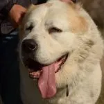 Східноєвропейська вівчарка фото, відео, опис породи (опис) Східноєвропейська вівчарка фото, відео, опис породи